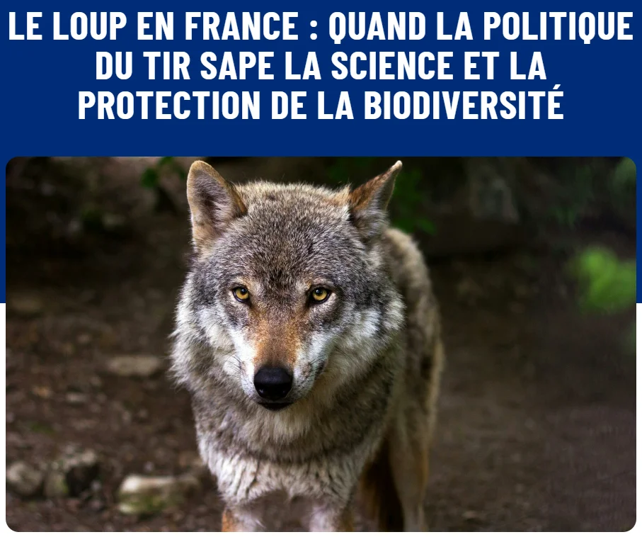 photo d'un loup et texte le loup en France, quand la politique du tire sape la science et la protectionde la biodiversité