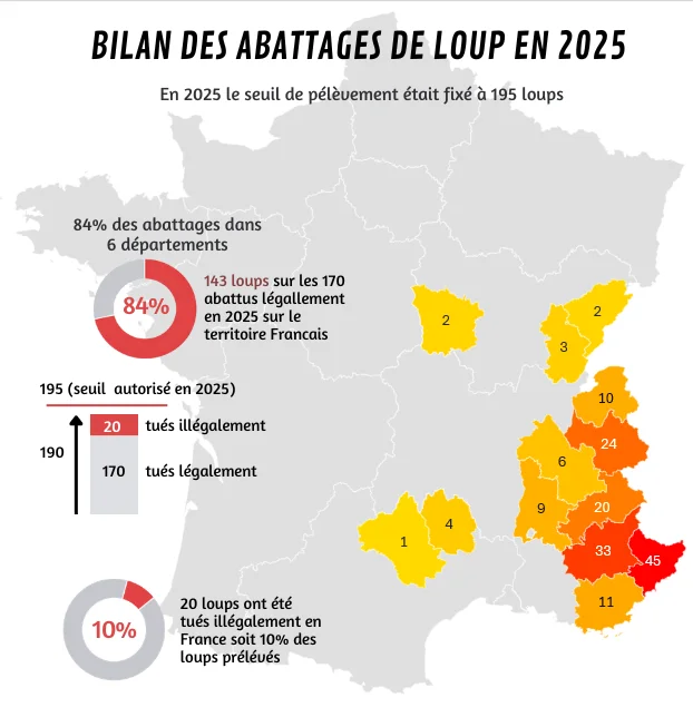 carte de france des abattages de loups en 2025, mise en evidence des départements ou des loups ont été prélevés avec la quantité par département. au total 190 loups tués dont 170 dégalement.