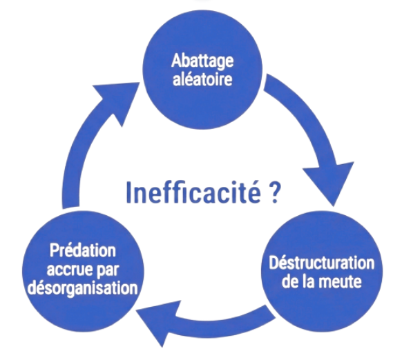 abbatage éléatoire crée une desorganisation de la meute puis prédation accrue. systémique