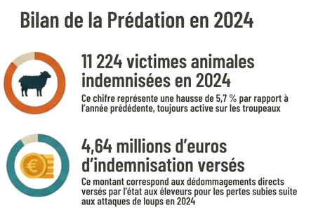 Bilan de prédation du loup en 2024 avec 11224 victimes et 4,64 Me d'indemnisation