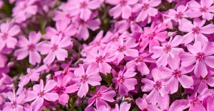 champ de fleur rose Phlox subulata qui donne le nom à la pleine lune avril 2026.