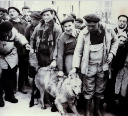 dépouille du dernier loup de vigneu entouré par les chasseurs