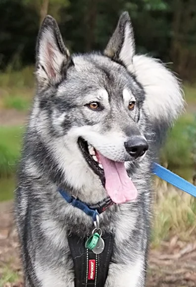 caesar le chien utilisé dans la pub pour jouer le loup de Volkswagen
